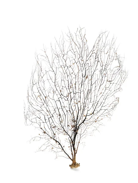 Güzel dallanan mercan beyaz üzerine izole edilmiş.