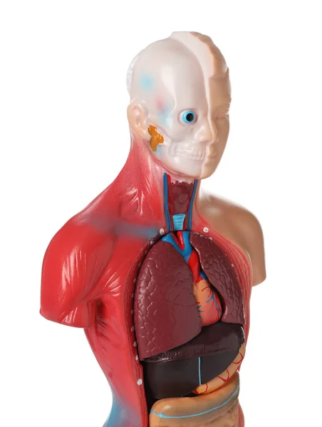 Nsan Anatomisi Mankeni Organların Beyazda Izole Olduğunu Gösteriyor — Stok fotoğraf