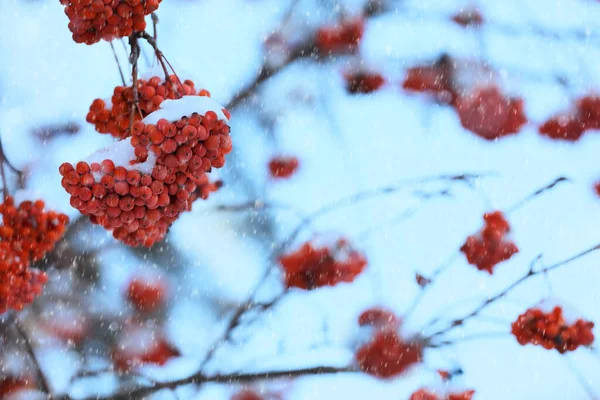 寒冷的冬日 树上挂满了雪 红色的树莓 文字的空间 — 图库照片