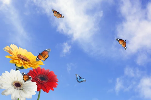 Muchas Flores Gerberas Coloridas Mariposas Bajo Cielo Azul Día Soleado — Foto de Stock