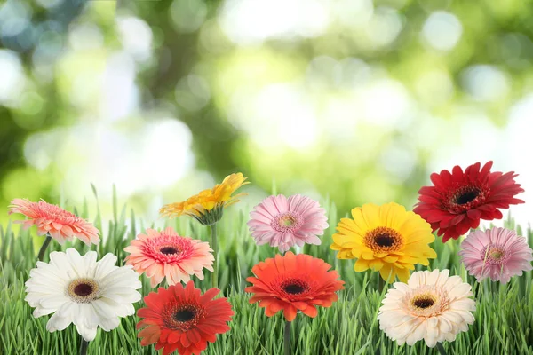 Hermosas Flores Gerberas Coloridas Entre Hierba Verde Aire Libre Día —  Fotos de Stock