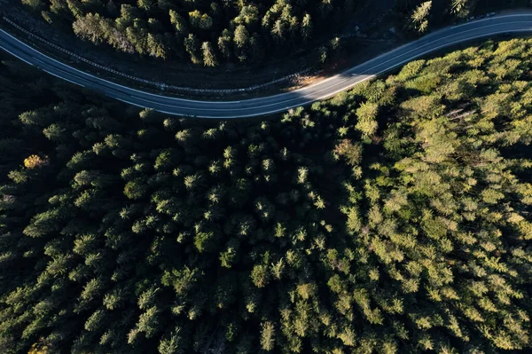 Güneşli bir günde asfalt yolun havadan görünüşü kozalaklı ormanlarla çevrilidir. Drone fotoğrafçılığı