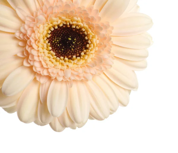 Bela Flor Gerbera Bege Fundo Branco Close — Fotografia de Stock