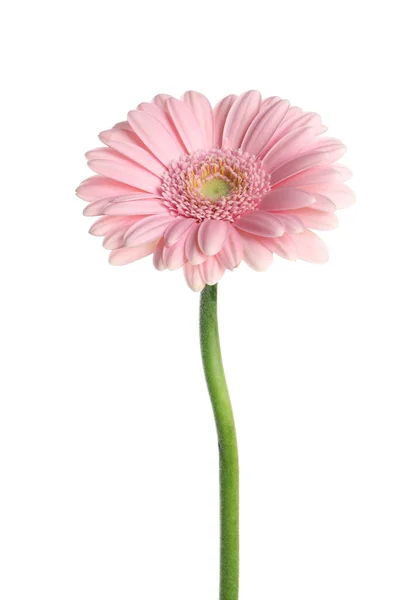 Piękne Gerbera Goździk Kwiat Białym Tle — Zdjęcie stockowe
