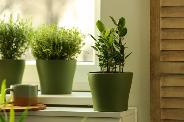 Tumbuhan Beraroma Wangi Yang Berbeda Pada Jendela Dalam Ruangan — Stok Foto