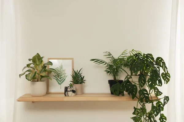 Prachtige Groene Kamerplanten Foto Houten Plank Binnenshuis Interieur Ontwerp — Stockfoto