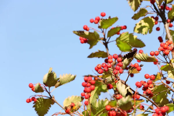 Rowan Tree Branches Red Berries Blue Sky Space Text — Stock Photo, Image