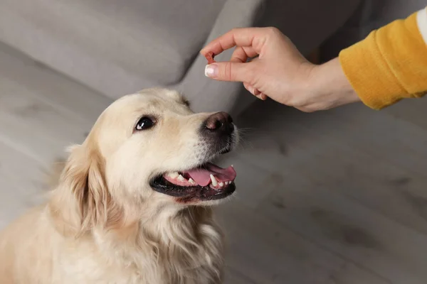 自宅でかわいい犬に骨の形をした丸薬を与える女性は 閉じます 動物用ビタミン — ストック写真