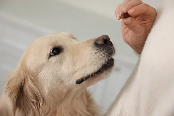 Vrouw Die Thuis Pil Geeft Aan Schattige Hond Close Vitaminen — Stockfoto