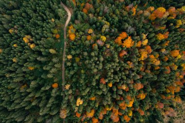 Güzel sonbahar ormanlarındaki kırsal yol manzarası