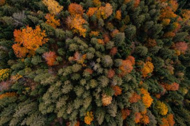 Güz günündeki güzel ormanın havadan görünüşü