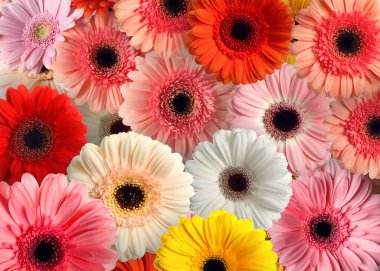 Arka plan olarak bir sürü güzel Gerbera çiçeği