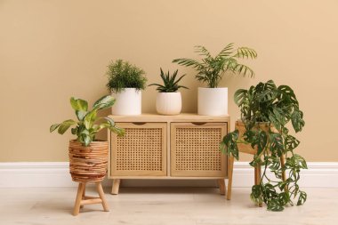 Bej duvarın yanında farklı güzel bitkiler var. İç tasarım