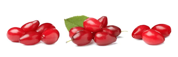 Set Ripe Red Dogwood Berries White Background Banner Design — Stock Photo, Image