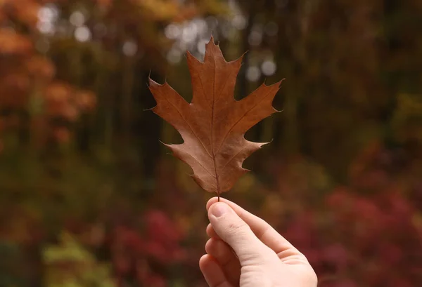 가을에 아름다운 나뭇잎을 뚜껑을 — 스톡 사진