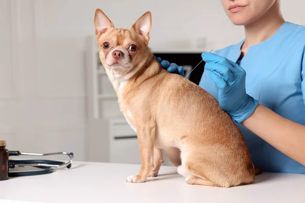 Weterynaryjne Trzymanie Igły Akupunkturą Pobliżu Psa Klinice Zbliżenie Leczenie Zwierząt — Zdjęcie stockowe