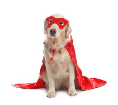 Kırmızı süper kahraman pelerinli ve maskeli sevimli köpek beyaz arka planda.