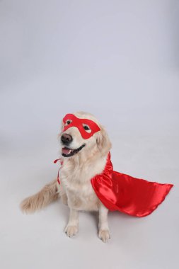Kırmızı süper kahraman pelerinli sevimli köpek ve açık gri arka planda maske