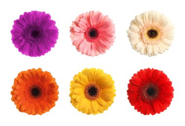 Beyaz arka planda farklı güzel Gerbera çiçekleriyle ayarlanmış