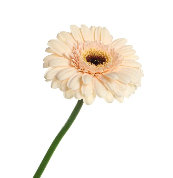 Bela Flor Gerbera Bege Isolada Branco — Fotografia de Stock