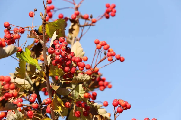 Rowan Rami Albero Con Bacche Rosse Contro Cielo Blu Spazio — Foto Stock