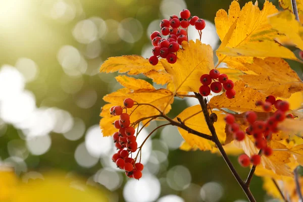 Kırmızı Böğürtlenli Rowan Ağacı Dalı Yakın Plan Metin Için Boşluk — Stok fotoğraf