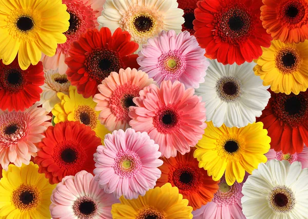 Veel Verschillende Mooie Gerbera Bloemen Als Achtergrond — Stockfoto