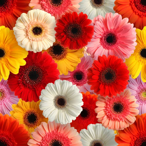 Veel Verschillende Mooie Gerbera Bloemen Als Achtergrond — Stockfoto