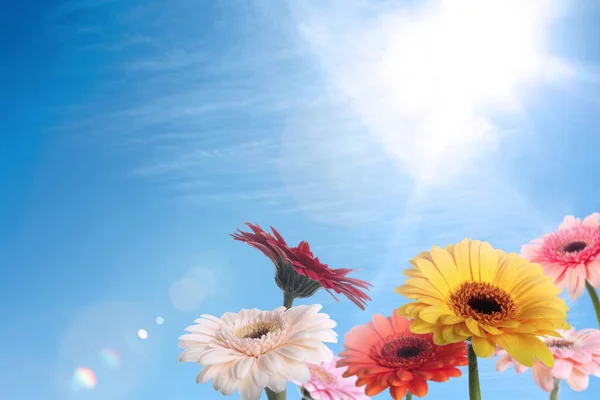 Güneşli Bir Günde Mavi Gökyüzünün Altında Bir Sürü Renkli Gerbera — Stok fotoğraf