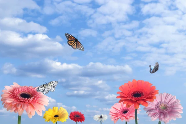 Muchas Flores Gerberas Coloridas Mariposas Bajo Cielo Nublado — Foto de Stock