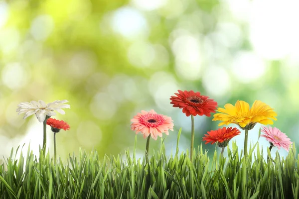 Hermosas Flores Gerberas Coloridas Entre Hierba Verde Aire Libre Día — Foto de Stock