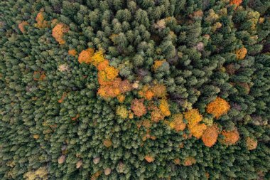 Güz günündeki güzel ormanın havadan görünüşü