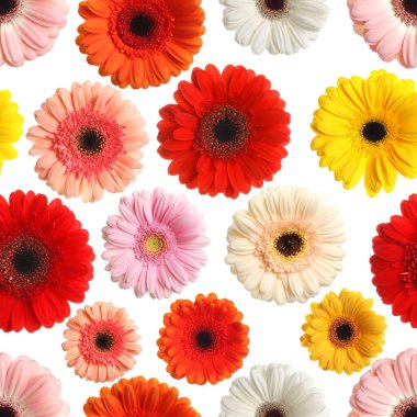 Beyaz arka planda bir sürü güzel Gerbera çiçeği