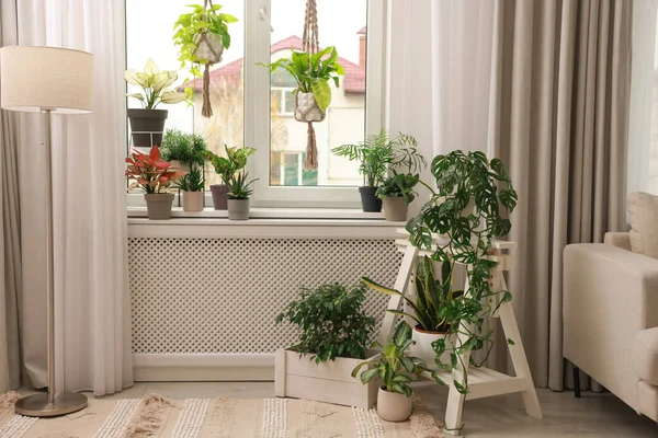 Hangulatos Belső Tér Stílusos Bútorokkal Gyönyörű Szobanövényekkel Ablak Közelében — Stock Fotó