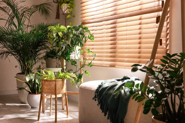 Interior Acolhedor Quarto Com Mobiliário Elegante Belas Plantas Sala Perto — Fotografia de Stock