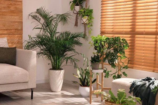 Interior Acolhedor Quarto Com Mobiliário Elegante Belas Plantas Sala Perto — Fotografia de Stock