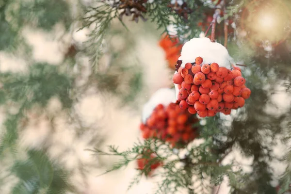 겨울에는 야외의 눈으로 뒤덮인 본문을 — 스톡 사진