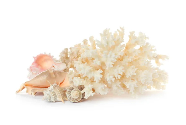 Prachtige Exotische Zee Koraal Schelpen Witte Achtergrond — Stockfoto
