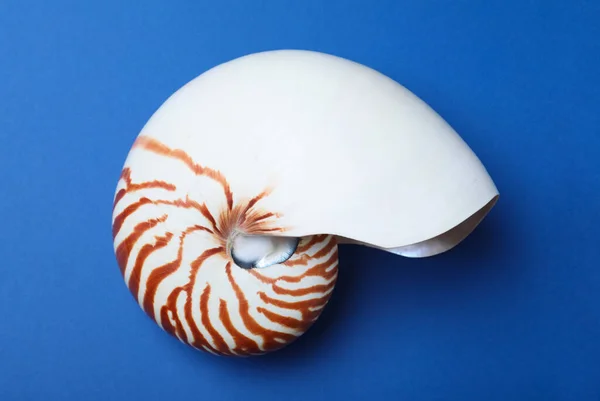 Nautilus Shell Modrém Pozadí Horní Pohled — Stock fotografie