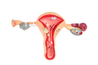 Kadın üreme sisteminin beyaza izole edilmiş modeli. Jinekolojik bakım