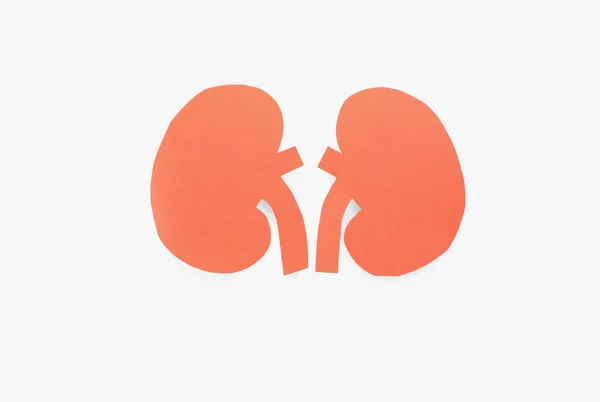 Paper Cutout Kidneys White Background Top View — Stock Photo, Image