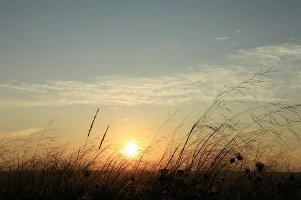 Живописный Вид Красивые Растения Реки Восходе Солнца — стоковое фото