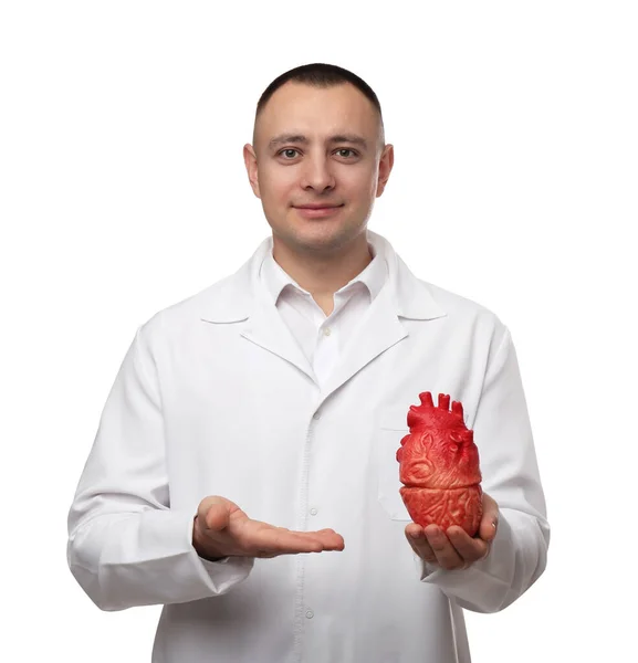 Doctor Sosteniendo Modelo Corazón Sobre Fondo Blanco Concepto Cardiología — Foto de Stock