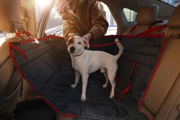 Kvinnan Fäster Sin Söta Jack Russel Terrier Hund Med Säkerhetsbälte — Stockfoto