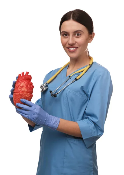 医生与听诊器和心脏模型的白色背景 心脏科概念 — 图库照片