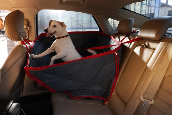 Mignon Jack Russel Terrier Chien Dans Porte Sac Intérieur Voiture — Photo