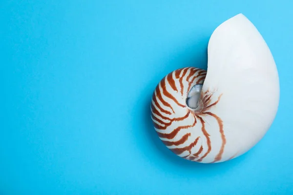 Nautilus Shell Světle Modrém Pozadí Horní Pohled Mezera Pro Text — Stock fotografie