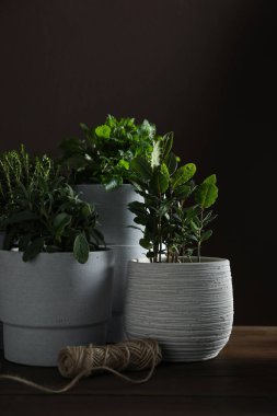 Ahşap masada farklı aromatik saksılar var.