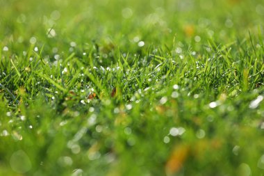 Taze yeşil çimenlerin üzerindeki çiy damlalarının yakın görüntüsü.
