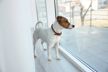Pencere pervazında sevimli Jack Russell Terrier